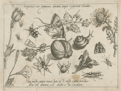 Ilustracja botaniczna. Przedstawia kwiaty i owady. Każdy okaz narysowany jest bardzo dokładnie, z dbałością o każdy element.